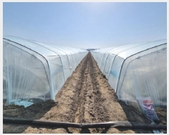  2025Ÿ��156  ����