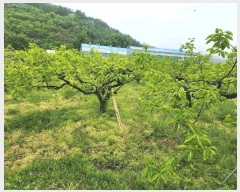  2025Ÿ��11374  �����