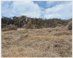  2025Ÿ��11047  �����