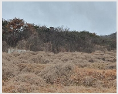  2025Ÿ��11047  �����