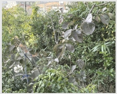  2025Ÿ��11357  �����