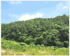  2025Ÿ��11703  �Ӿ߰��