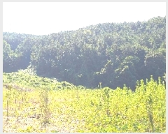  2025Ÿ��11703  �Ӿ߰��