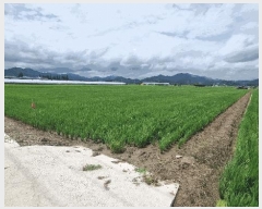  2025Ÿ��11786  ����