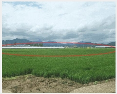  2025Ÿ��11786  ����