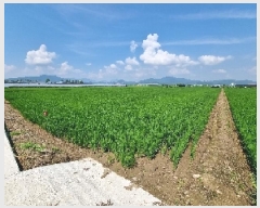  2025Ÿ��11786  ����