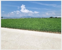  2025Ÿ��11786  ����