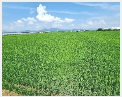  2025Ÿ��11786  ����