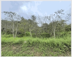  2025Ÿ��11976  ���������