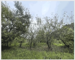  2025Ÿ��11976  ���������