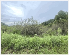  2025Ÿ��11976  ���������