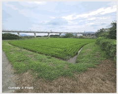  2025Ÿ��585  ����