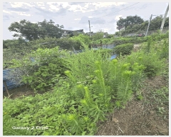  2025Ÿ��585  ����