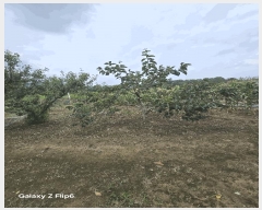  2025Ÿ��585  ����