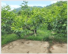  2025Ÿ��11561  �����