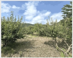  2025Ÿ��574  ����