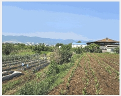  2025Ÿ��11379 �泲 ���ؽ� ���ʸ� ��ȸ� 518      ����(��1)���