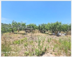  2025Ÿ��11479  �����