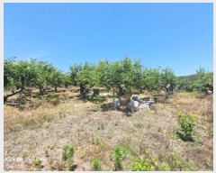  2025Ÿ��11479  �����