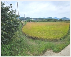  2025Ÿ��12051  ����