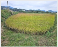  2025Ÿ��12051  ����