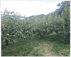  2025Ÿ��12258  ���������