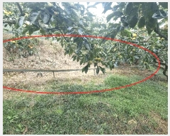  2025Ÿ��12258  ���������