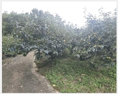  2025Ÿ��12258  ���������