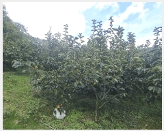  2025Ÿ��12258  ���������