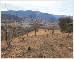  2025Ÿ��487  �Ӿ߰��