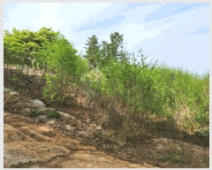  2025Ÿ��608  �Ӿ߰��