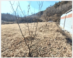  2025Ÿ��494 �泲 ��û�� �ݼ��� �žƸ� 1000-3      ����(��)���