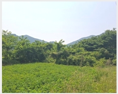  2025Ÿ��676 �泲 ���ر� �ﵿ�� ��ȭ�� 1482-24      ����(��1)���