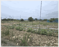  2025Ÿ��734 �泲 ��õ�� �糲�� ������ 725      ����(����)���