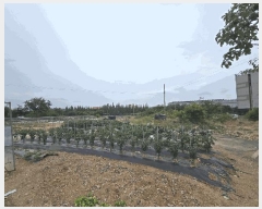  2025Ÿ��734 �泲 ��õ�� �糲�� ������ 725      ����(����)���