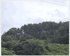  2025Ÿ��889 �泲 �ϵ��� �Ǿ�� ��縮 ��82-1      ����(�Ӿ�)���