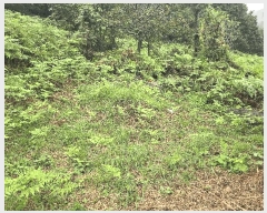  2025Ÿ��889 �泲 �ϵ��� �Ǿ�� ��縮 ��82-1      ����(�Ӿ�)���