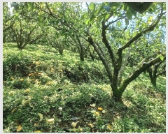  2025Ÿ��904 �泲 ��õ�� ������ ��185-5       ����(�Ӿ�)���