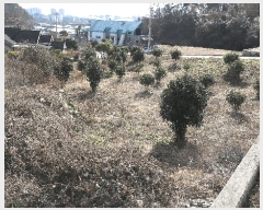  2025Ÿ��999 �泲 ���ֽ� �ݻ�� �۹鸮 299      ����(��)���