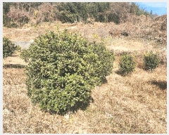  2025Ÿ��999 �泲 ���ֽ� �ݻ�� �۹鸮 299      ����(��)���