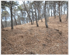  2025Ÿ30629 泲 õ   109-29      (Ӿ)