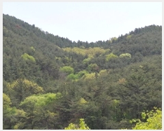  2025Ÿ30733 泲 õ õ ݰ 55-1      (Ӿ)