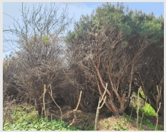  2025Ÿ30767 泲 õ   495-2      ð