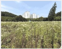  2025Ÿ��30922 �泲 ���ֽ� ������ ���긮 520-7      ����(��1)���