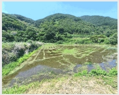  2025Ÿ��30984  ����