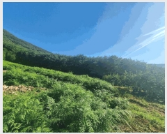  2025Ÿ��31026  �ٰ������ð��