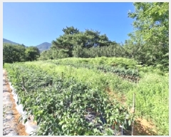  2025Ÿ��31044  ����