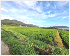  2025Ÿ��31116  ����