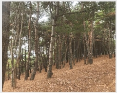  2025Ÿ��552 �泲 ��õ�� ����� ������ ��29-1      ����(�Ӿ�)���