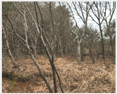  2025Ÿ��552 �泲 ��õ�� ����� ������ ��29-1      ����(�Ӿ�)���